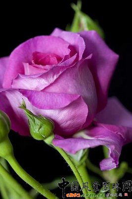 ¼RRЪRosa CLAIRE MARSHALL (Harunite)