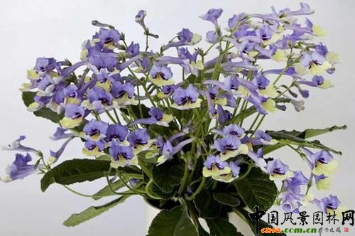 ǙѲݡС{Streptocarpus Harlequin Blue