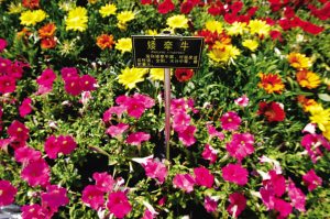 ���w�������L��������