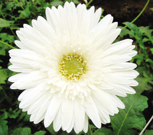 ׂ(g)ɫ޾ƷNƟo(w)覡