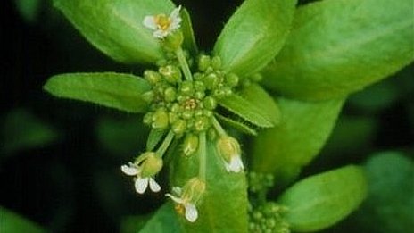 國外科學家發現：植物有“記性” 還會記顏色