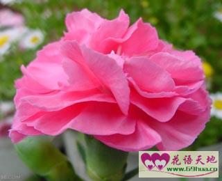 紅色鮮花送花應用場合