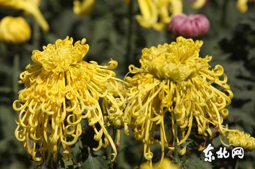 ߌþջչ915_չ 30fջʢg衱