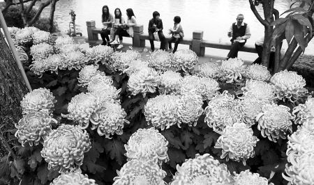 菊花展上的菊花美不勝收 西湖公園內人頭攢動