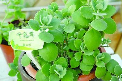 ǧöһֲ@ôࡰӶ䡱