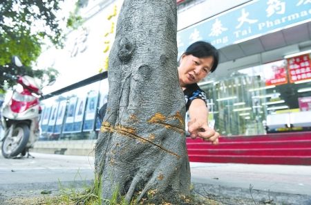 成都園林綠化調查:行道樹被剝皮斷枝我們很心痛!(組圖)