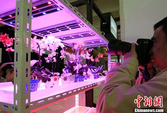 點圖查看下一頁 圖:上海展示“LED種植的鮮花”