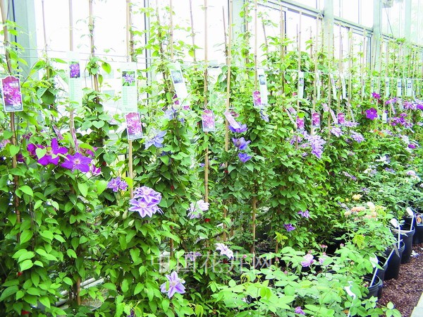 鐵線蓮 花卉 藤本