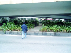 綠化帶 司機 橫穿馬路 中國風景園林網
