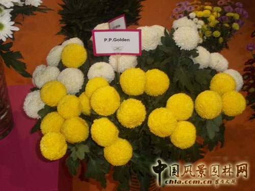 中國風景園林網 展會信息 花卉展