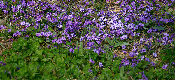 春天 科普 野花