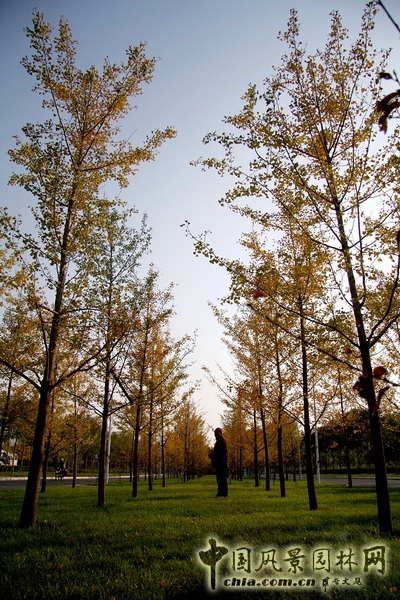 郭明 中國疾病預防控制中心 景觀設計 中外園林 中國風景園林網