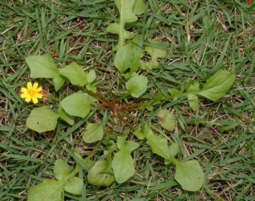 野花 春天 科普