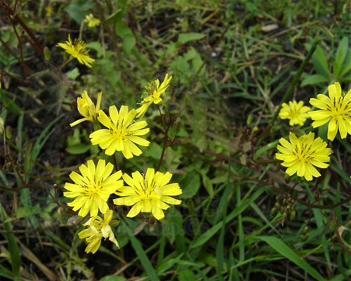 野花 春天 科普