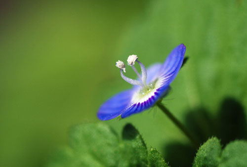 野花 春天 科普