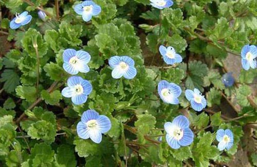 野花 春天 科普