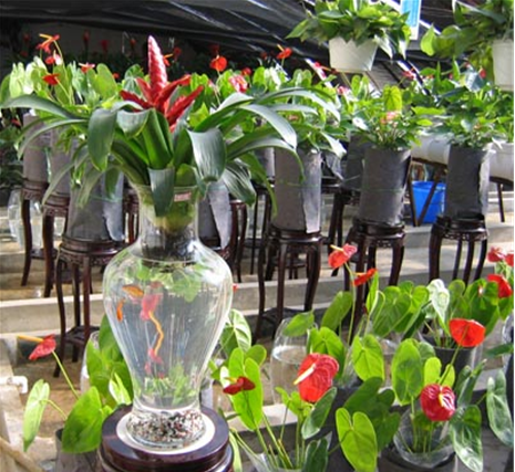 水培植物 旺季 中國風景園林網(wǎng)