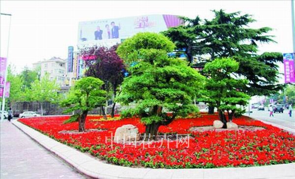 對節(jié)白蠟 景觀 造型