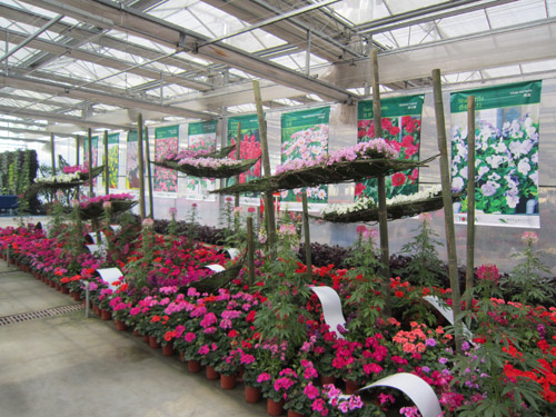 草花 應用 婚禮