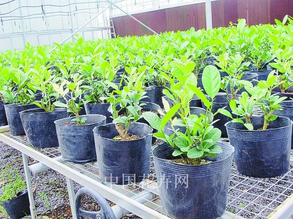 金華 農科院 彩葉佛手