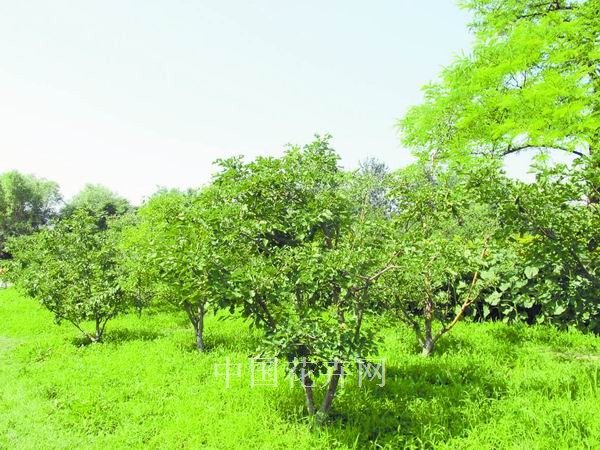 園林 果樹 綠化