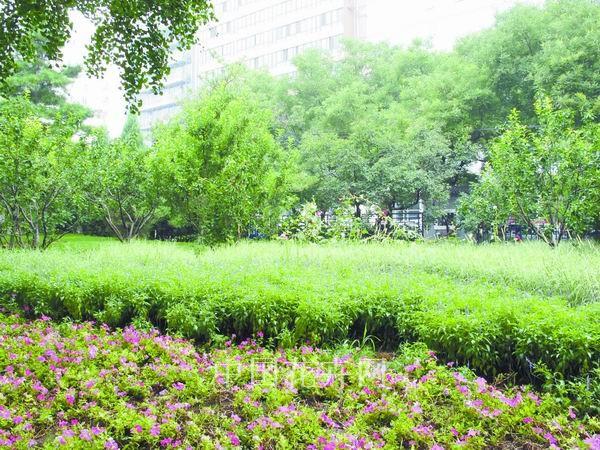 園林 果樹 綠化