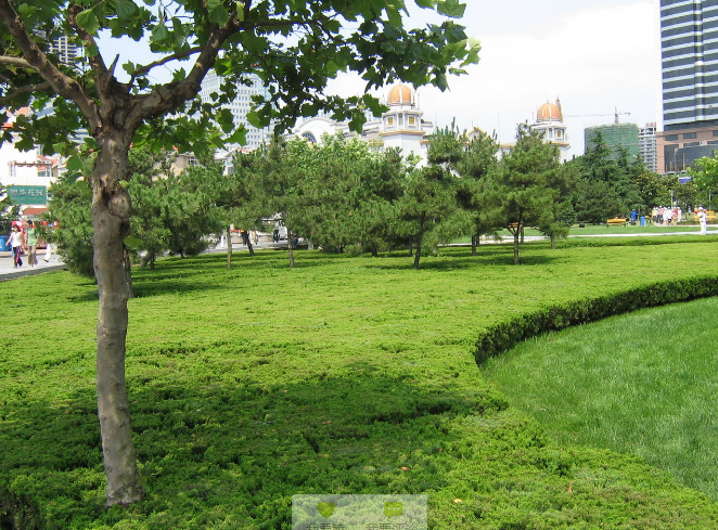 魯班獎 景觀 展示 青島 五四廣場 中國風景園林網