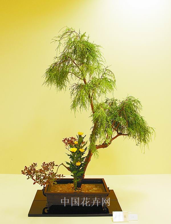 插花 花卉 花藝