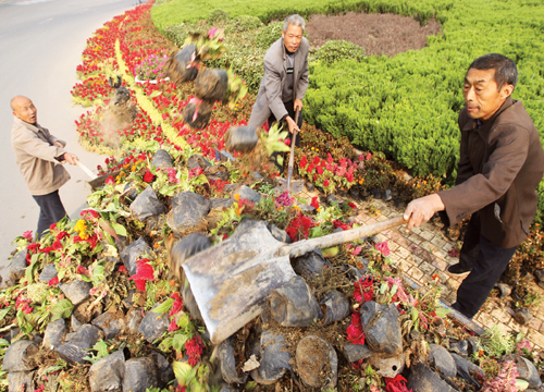 河南 許昌 鮮花