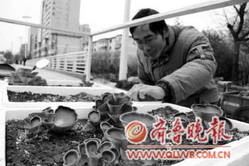 盆栽 蘑菇 植物應用