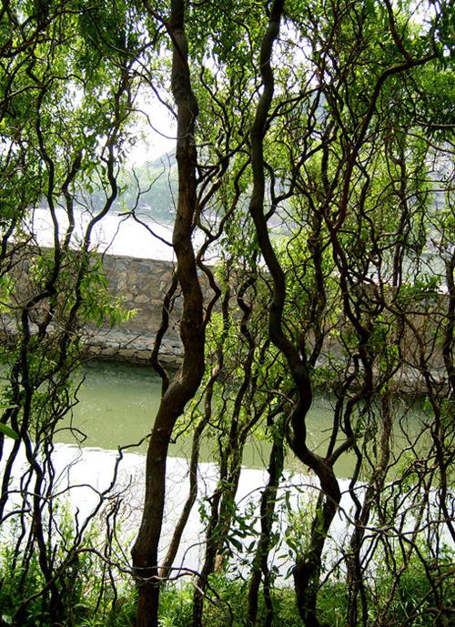 觀枝植物 龍柳 園林