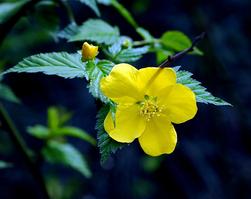 觀枝植物 棣棠 綠化