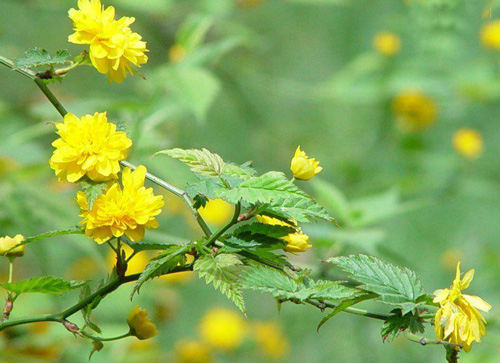觀枝植物 棣棠 綠化