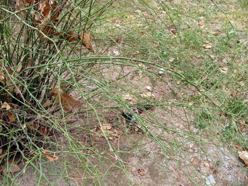 觀枝植物 棣棠 綠化