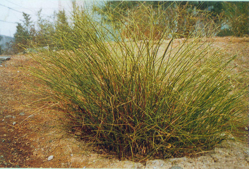 觀枝植物 棣棠 綠化