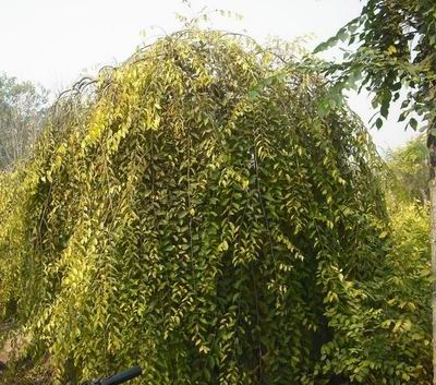 觀枝植物 金枝龍爪槐 綠化