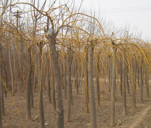 觀枝植物 金枝龍爪槐 綠化
