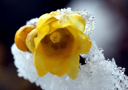 臘梅 虎蹄梅 素心梅