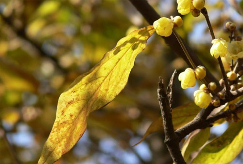 臘梅 金鐘梅 狗牙梅