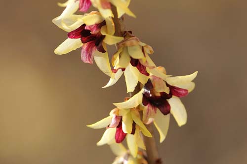 臘梅 金鐘梅 狗牙梅