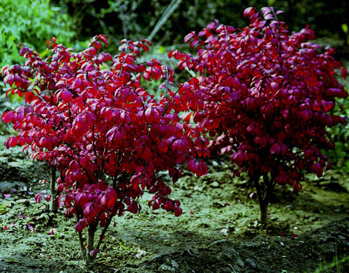 城市綠化 彩葉樹種 藍葉忍冬