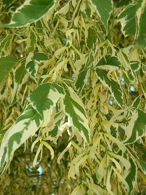 城市綠化 彩葉樹種 藍(lán)葉忍冬