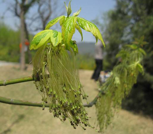 城市綠化 彩葉樹種 藍(lán)葉忍冬