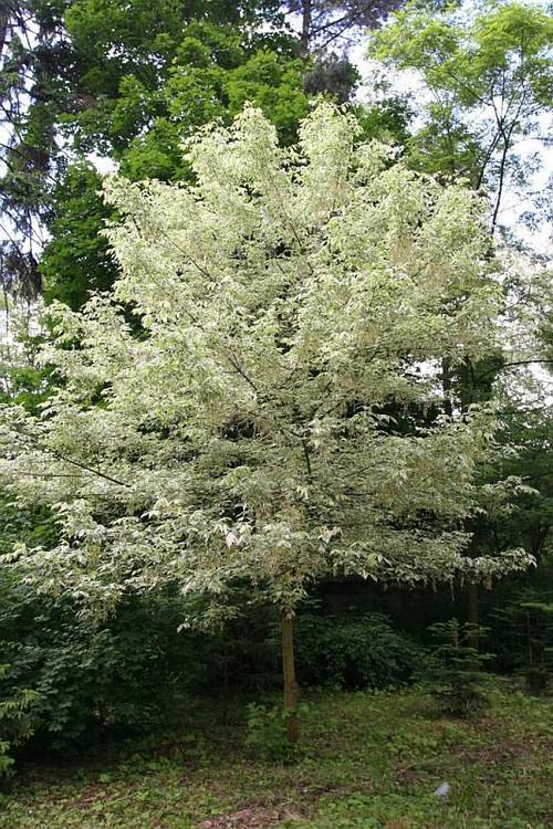 城市綠化 彩葉樹種 藍(lán)葉忍冬