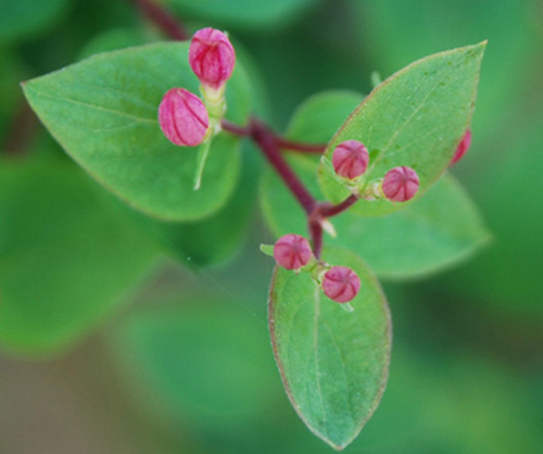 城市綠化 彩葉樹種 藍葉忍冬