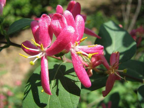 城市綠化 彩葉樹種 藍葉忍冬
