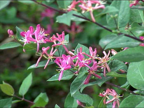 城市綠化 彩葉樹種 藍葉忍冬