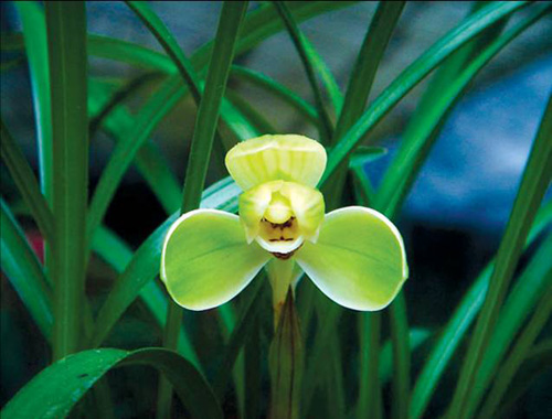 中國蘭 春蘭 花卉