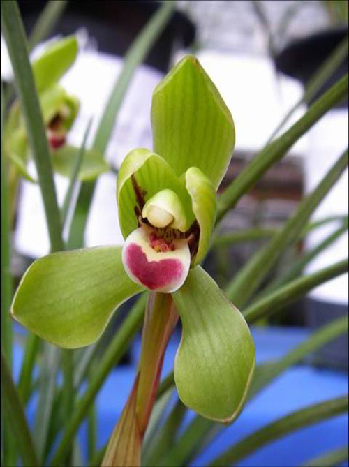 中國蘭 春蘭 花卉