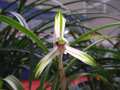 中國蘭 春蘭 花卉